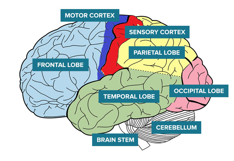 parts of the left side of the brain